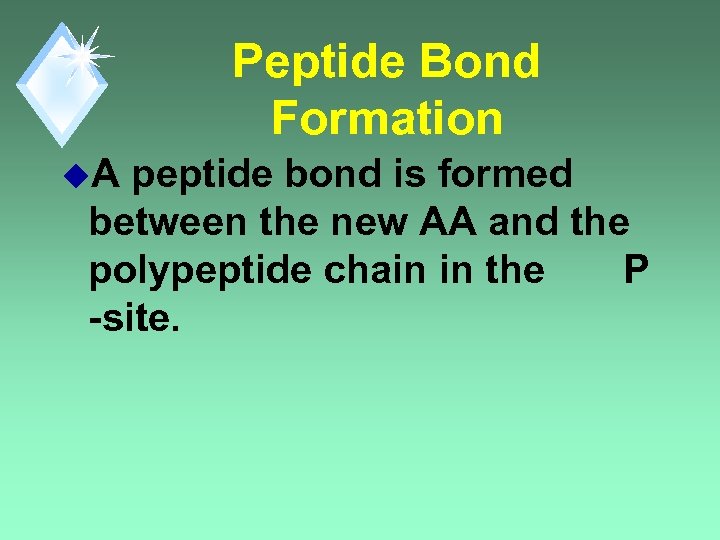 Peptide Bond Formation u. A peptide bond is formed between the new AA and