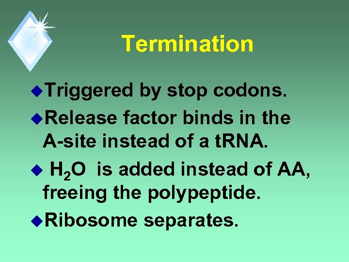 Termination u. Triggered by stop codons. u. Release factor binds in the A-site instead