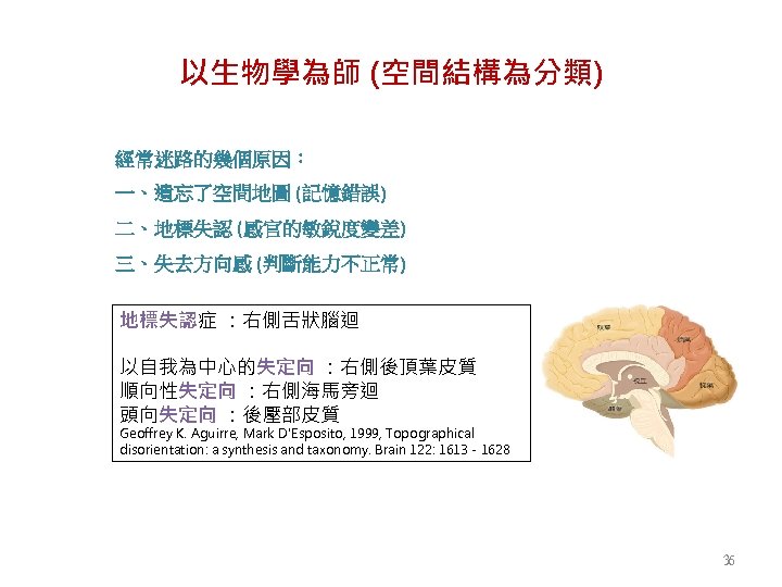 以生物學為師 (空間結構為分類) 經常迷路的幾個原因： 一、遺忘了空間地圖 (記憶錯誤) 二、地標失認 (感官的敏銳度變差) 三、失去方向感 (判斷能力不正常) 地標失認症 ：右側舌狀腦迴 以自我為中心的失定向 ：右側後頂葉皮質 順向性失定向