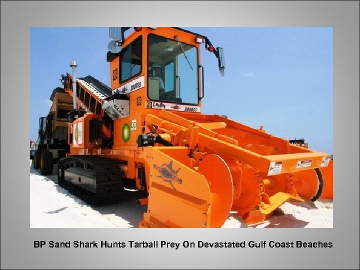 BP Sand Shark Hunts Tarball Prey On Devastated Gulf Coast Beaches 