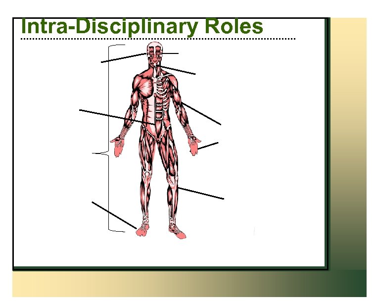 Intra-Disciplinary Roles 