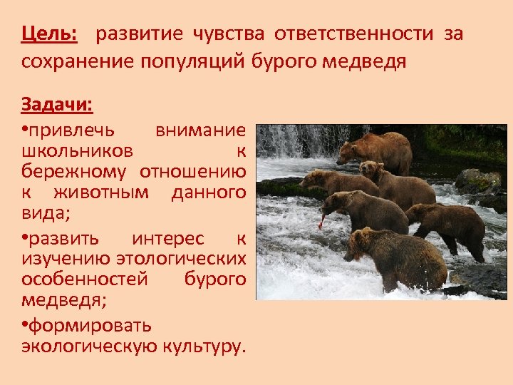 Цель: развитие чувства ответственности за сохранение популяций бурого медведя Задачи: • привлечь внимание школьников