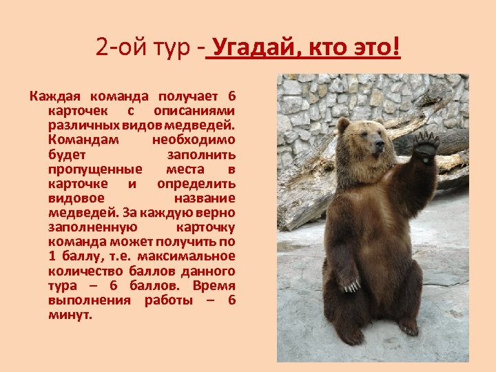 Сочинение о медведе 5 класс. Доклад о медведях. Рассказ о медведе. Описание медведя. Доклад о МЕДВЕ.
