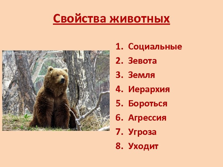 Какие свойства животных. Свойства животных. Свойства животных организмов. Основное свойство животных. Свойства животного 5 класс.