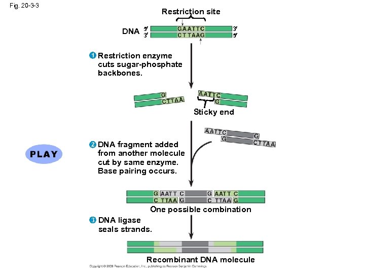 Fig. 20 -3 -3 Restriction site DNA 1 5 3 3 5 Restriction enzyme
