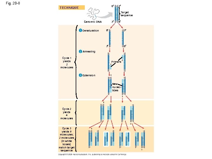Fig. 20 -8 5 TECHNIQUE 3 Target sequence 3 Genomic DNA 5 5 3