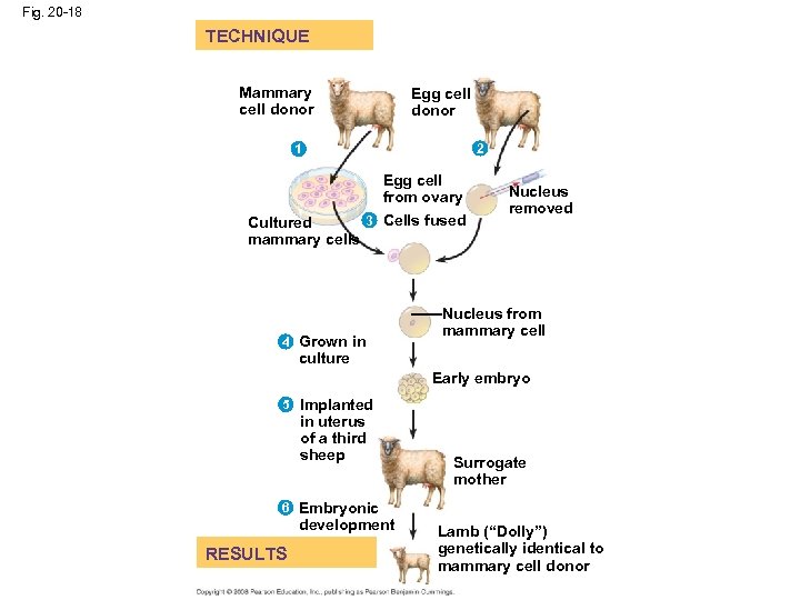 Fig. 20 -18 TECHNIQUE Mammary cell donor Egg cell donor 2 1 Egg cell
