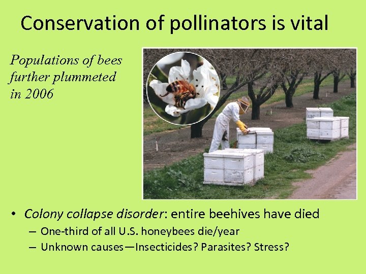 Conservation of pollinators is vital Populations of bees further plummeted in 2006 • Colony