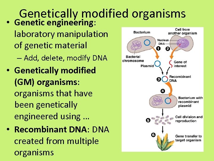 Genetically modified organisms • Genetic engineering: laboratory manipulation of genetic material – Add, delete,