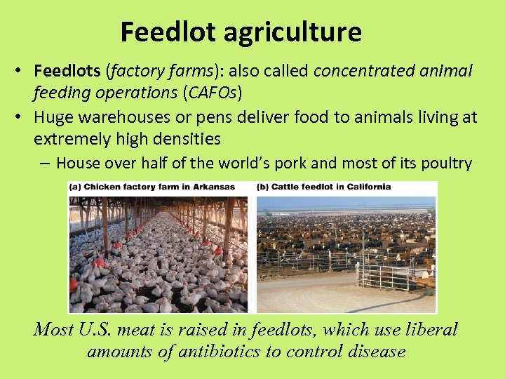 Feedlot agriculture • Feedlots (factory farms): also called concentrated animal feeding operations (CAFOs) •