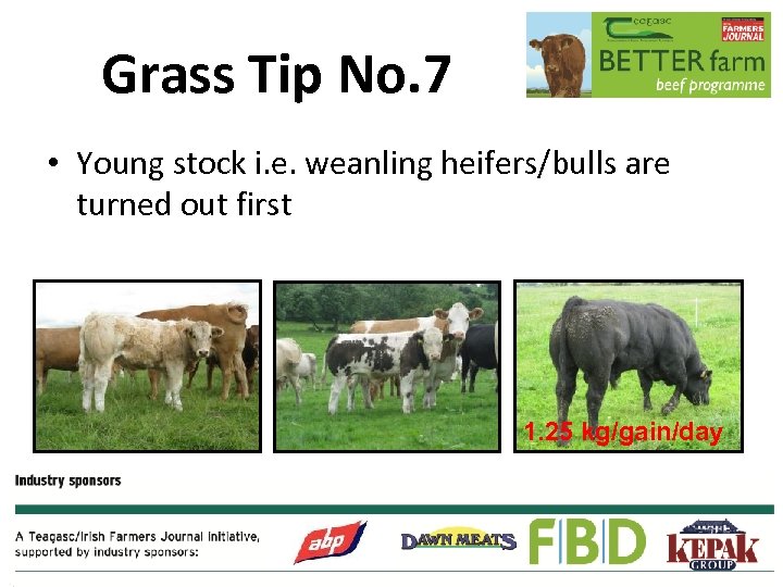 Grass Tip No. 7 • Young stock i. e. weanling heifers/bulls are turned out