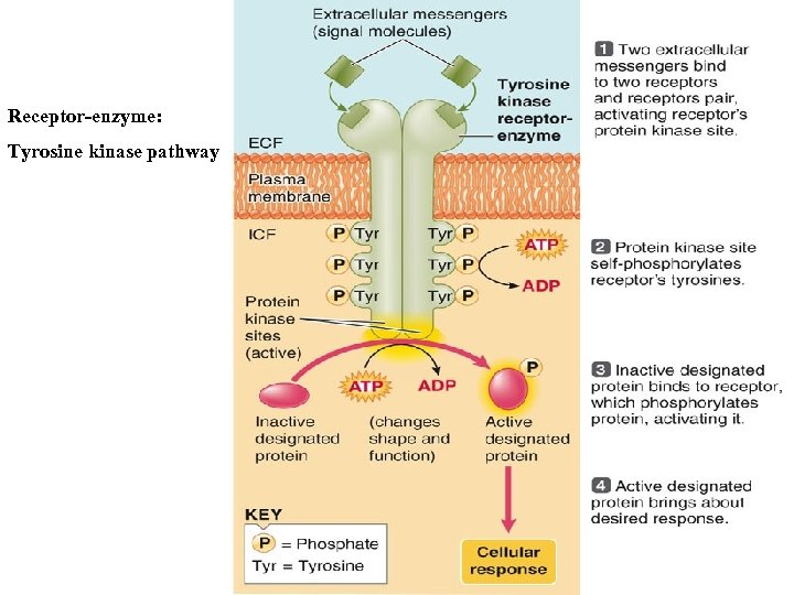 Receptor-enzyme: Tyrosine kinase pathway 