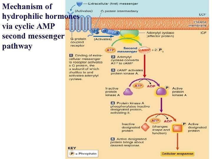 Mechanism of hydrophilic hormones via cyclic AMP second messenger pathway 