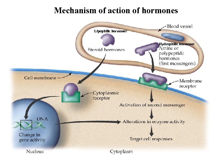 Mechanism of action of hormones Lipophilic hormones Hydrophilic hormones 