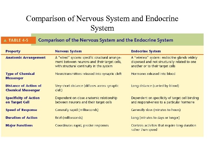 Comparison of Nervous System and Endocrine System 