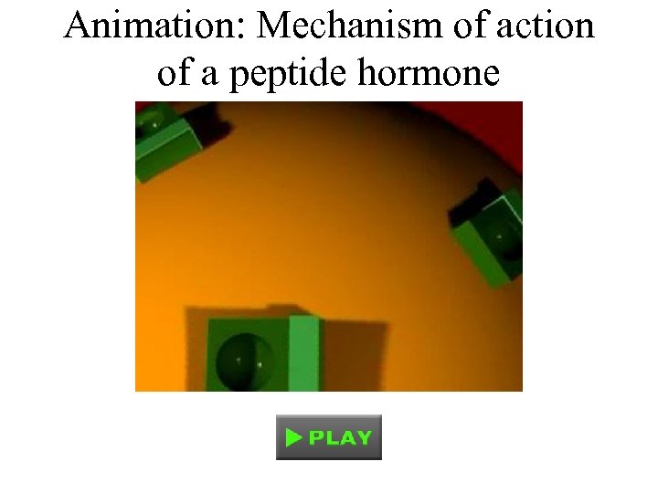 Animation: Mechanism of action of a peptide hormone 