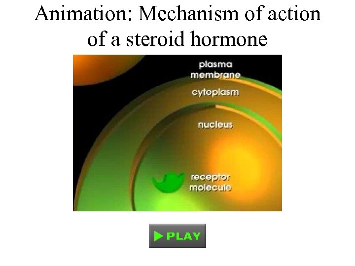 Animation: Mechanism of action of a steroid hormone 