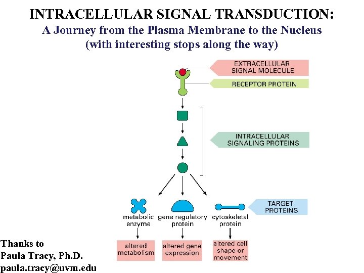 INTRACELLULAR SIGNAL TRANSDUCTION: A Journey from the Plasma Membrane to the Nucleus (with interesting