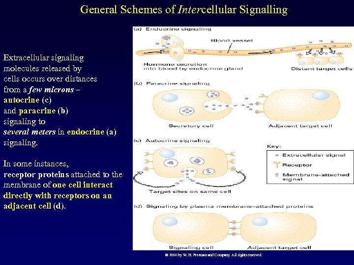 General Schemes of Intercellular Signalling Extracellular signaling molecules released by cells occurs over distances