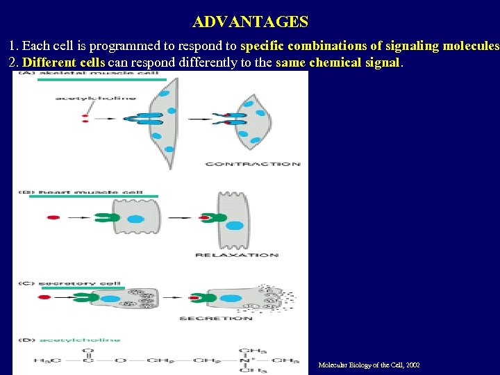 ADVANTAGES 1. Each cell is programmed to respond to specific combinations of signaling molecules