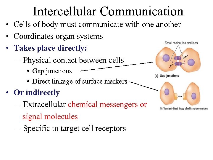 Intercellular Communication • Cells of body must communicate with one another • Coordinates organ