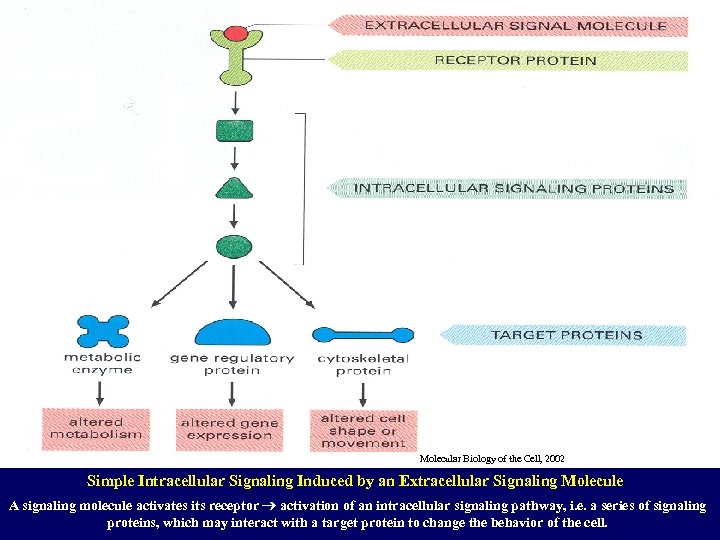 Molecular Biology of the Cell, 2002 Simple Intracellular Signaling Induced by an Extracellular Signaling