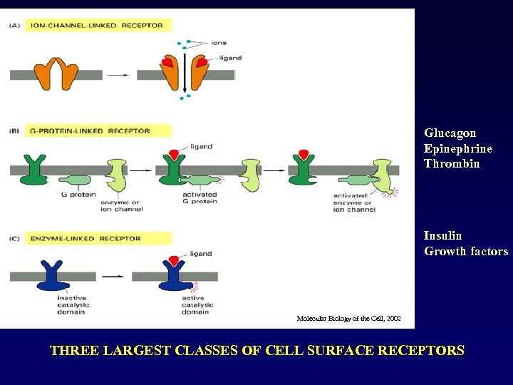 Glucagon Epinephrine Thrombin Insulin Growth factors Molecular Biology of the Cell, 2002 THREE LARGEST