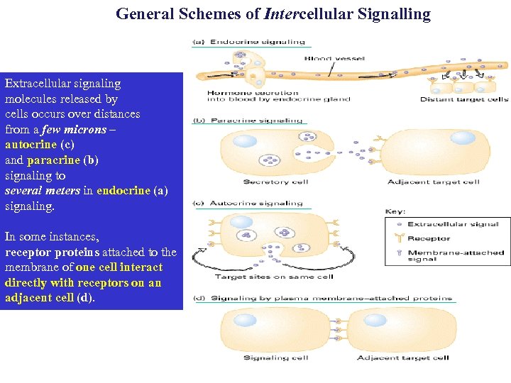 General Schemes of Intercellular Signalling Extracellular signaling molecules released by cells occurs over distances