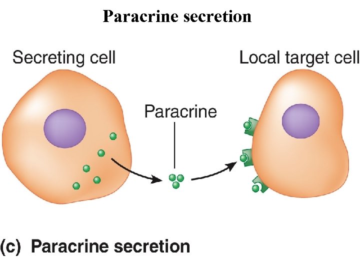 Paracrine secretion 