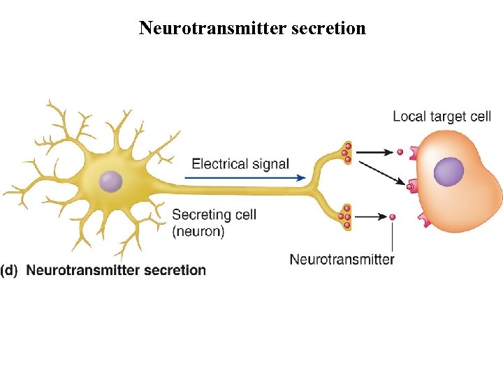 Neurotransmitter secretion 