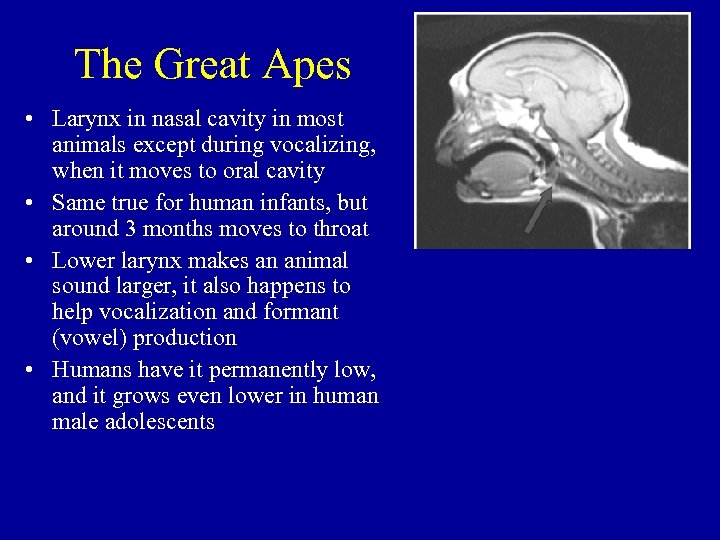 The Great Apes • Larynx in nasal cavity in most animals except during vocalizing,