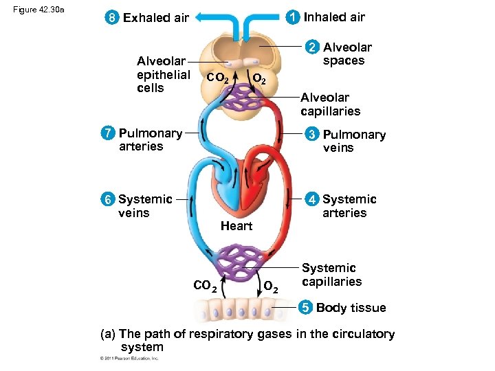 Figure 42. 30 a 1 Inhaled air 8 Exhaled air Alveolar epithelial cells 2