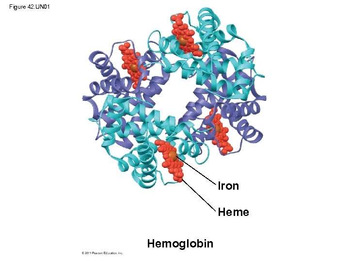 Figure 42. UN 01 Iron Heme Hemoglobin 