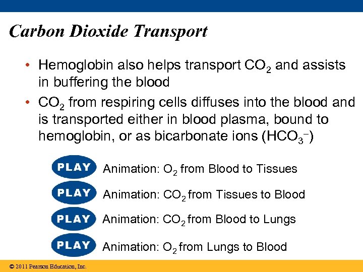 Carbon Dioxide Transport • Hemoglobin also helps transport CO 2 and assists in buffering