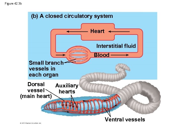 Figure 42. 3 b (b) A closed circulatory system Heart Interstitial fluid Blood Small