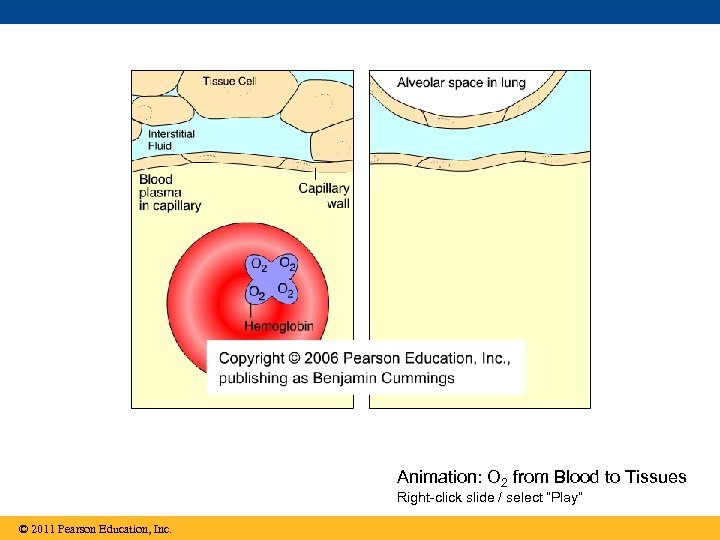 Animation: O 2 from Blood to Tissues Right-click slide / select “Play” © 2011