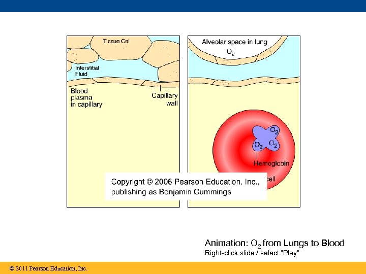 Animation: O 2 from Lungs to Blood Right-click slide / select “Play” © 2011