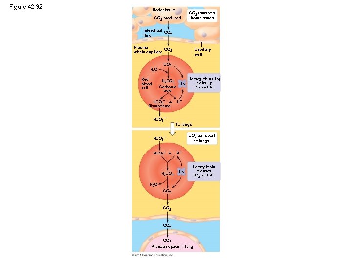 Figure 42. 32 Body tissue CO 2 produced CO 2 transport from tissues Interstitial