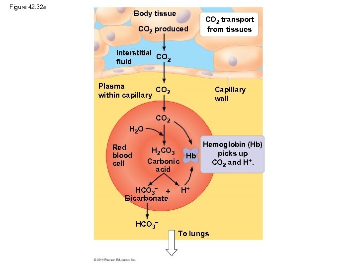 Figure 42. 32 a Body tissue CO 2 produced CO 2 transport from tissues