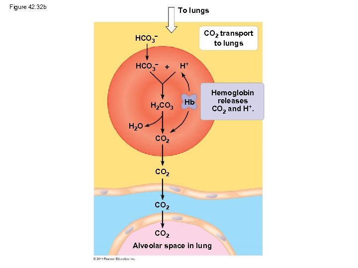 Figure 42. 32 b To lungs CO 2 transport to lungs HCO 3 H