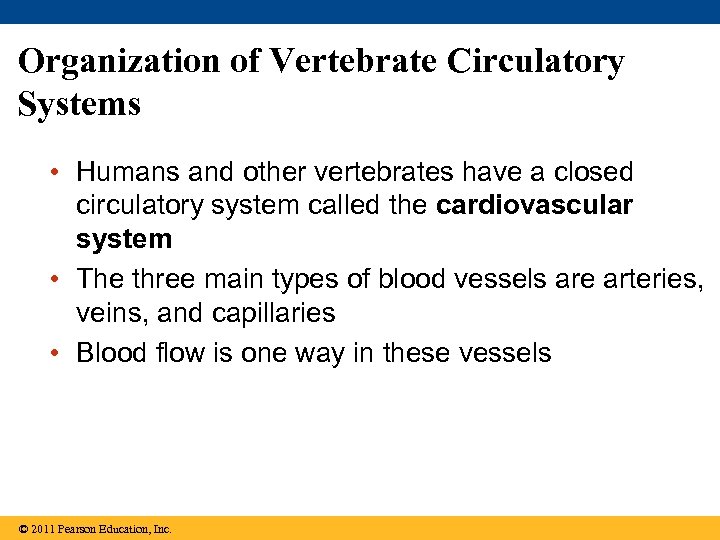 Organization of Vertebrate Circulatory Systems • Humans and other vertebrates have a closed circulatory