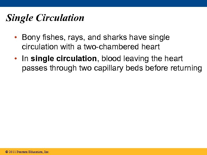 Single Circulation • Bony fishes, rays, and sharks have single circulation with a two-chambered