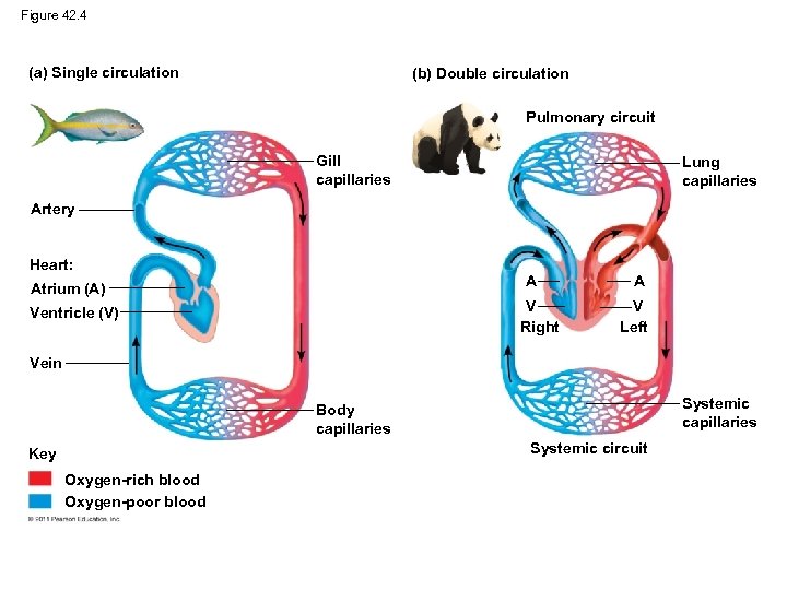 Figure 42. 4 (a) Single circulation (b) Double circulation Pulmonary circuit Gill capillaries Lung