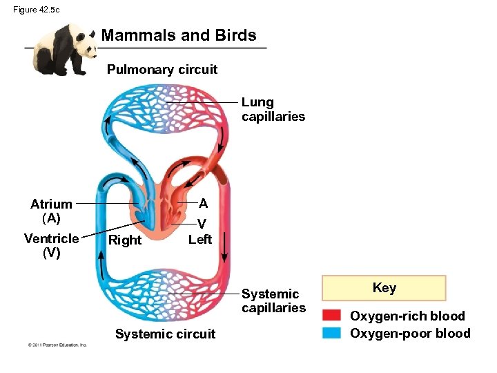 Figure 42. 5 c Mammals and Birds Pulmonary circuit Lung capillaries A Atrium (A)