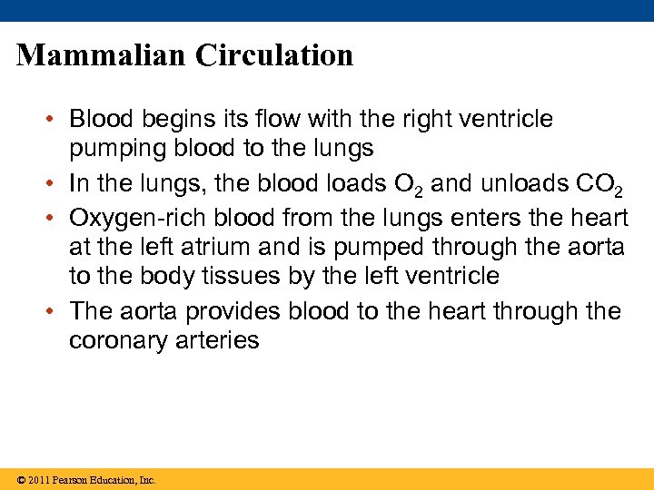 Mammalian Circulation • Blood begins its flow with the right ventricle pumping blood to