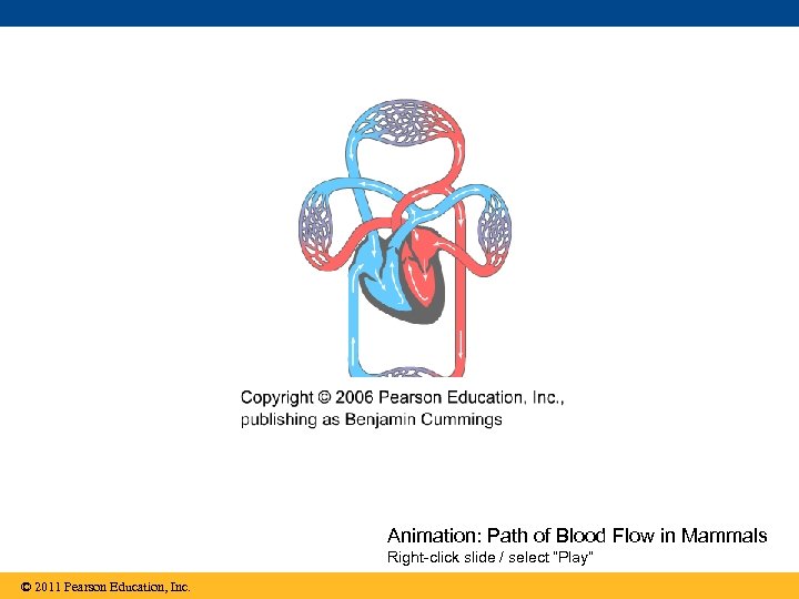 Animation: Path of Blood Flow in Mammals Right-click slide / select “Play” © 2011