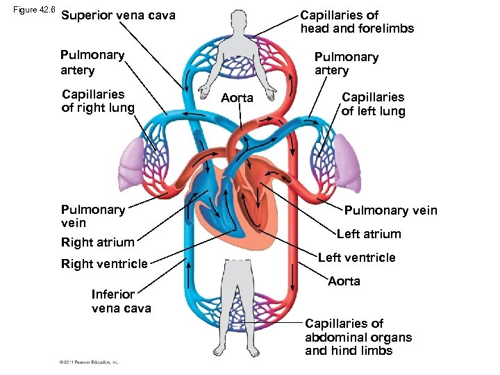 Figure 42. 6 Superior vena cava Capillaries of head and forelimbs Pulmonary artery Capillaries