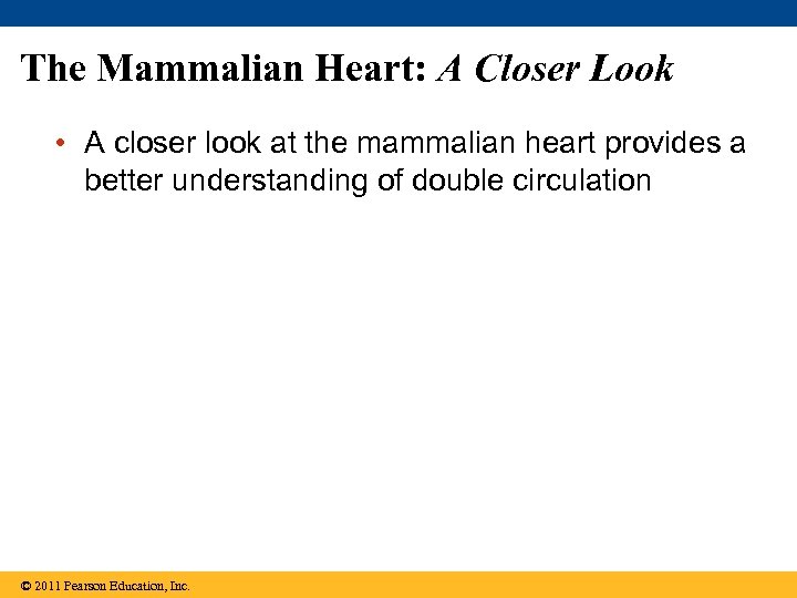 The Mammalian Heart: A Closer Look • A closer look at the mammalian heart