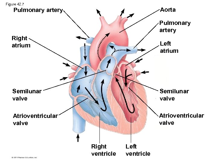 Figure 42. 7 Aorta Pulmonary artery Right atrium Left atrium Semilunar valve Atrioventricular valve