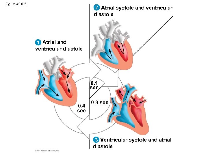 Figure 42. 8 -3 2 Atrial systole and ventricular diastole 1 Atrial and ventricular